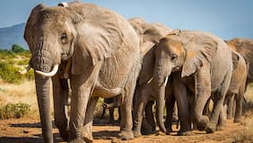 Namibia sacrificará más de 700 animales salvajes para combatir la sequía