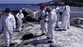 Confirman primer caso de influenza aviar en lobo marino en la región de Valparaíso