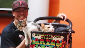 ¡Miau, miau! Amantes de los gatos tendrán su festival minino