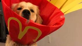 Perrito arrasa en la web con sus originales "conos de la vergüenza"