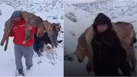 Viralizan imágenes de matanzas de pumas en la cordillera