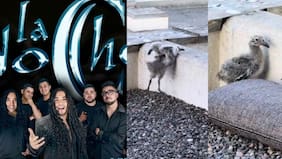 Integrante de La Noche se las ingenió y ayudó a polluelo de gaviota a reunirse con su familia: grabó el rescate “sin intervención humana”