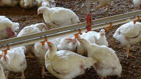 40 mil gallinas murieron en Uruguay por ola de calor