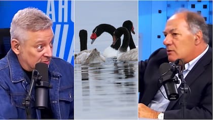 La frase de Juan Sutil sobre medio ambiente que Juan Manuel Astorga le rebatió: le recordó que “si quiere podemos hablar de los cisnes de cuello negro”