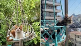 Tus gatos lo agradecerán: Hamacats, el emprendimiento perfecto para tu mascota