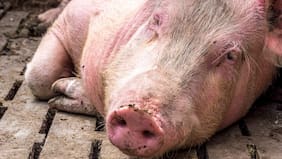 La embarró la lluvia: Se suspende la celebración de la Fiesta de Chancho