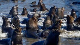 Lobo marino atacó a sujeto que se dirigía a un contenedor de basura en Puerto Montt