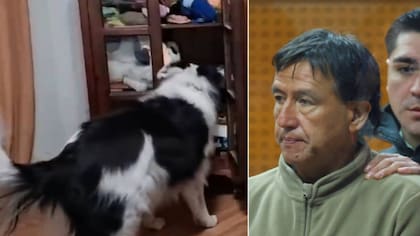 Perro de Jorge Ugalde sí puede sacar la máscara: el video con el que se buscaba vuelco en triple homicidio de La Reina