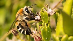 Abren cursos gratuitos para crianza de abejas en ciudades: revisa cómo inscribirte