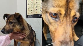 Perrita terminó malherida tras ser atropellada, su dueño no se hizo cargo y la abandonó: hacen colecta para salvar a peludita