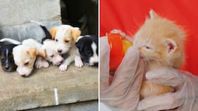 Adopción de cachorros y gatitos en épocas de altas temperaturas: lo que debes saber para asegurar su bienestar