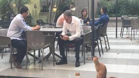 Tierno minino es amo y señor en Mega