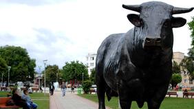 Toro malas pulgas mató a hombre en Osorno