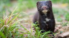 Tierno, pero un gran cazador: por qué el visón americano que encontraron en Ancud significa malas noticias para Chile