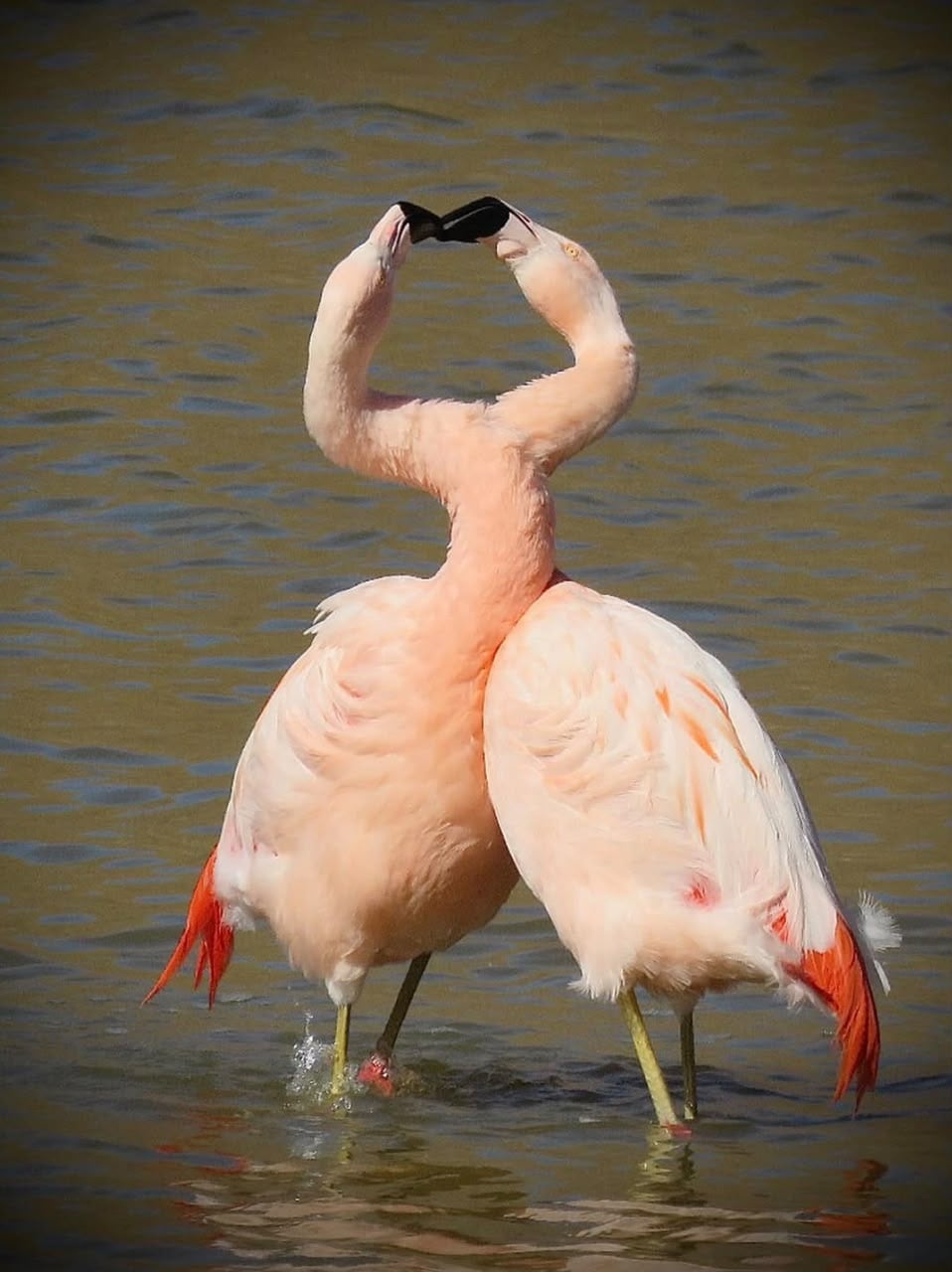 Dependiendo la época del año, al flamenco chileno se lo puede encontrar a lo largo de buena parte de Chile. FOTO: José Ignacio Catalán (@jicr_wildlifephtos)