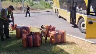 Joven boliviana de 24 años pensó que pasaría piola: el momento en que perro policial olió maletero y delató a pasajera