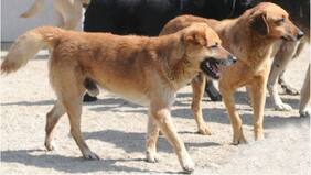 Madre denuncia ataque de perros a su hijo de 13 años en pleno centro de Ovalle