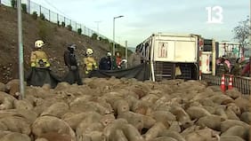 Porca miseria: Camión con 400 chanchos se volcó en Talagante y dejó la cochiná en la carretera