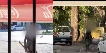 Vecinos de San Miguel denuncian a sujeto que agrede personas y locales de barrio: “El ataca y anda con un palo y piedras”