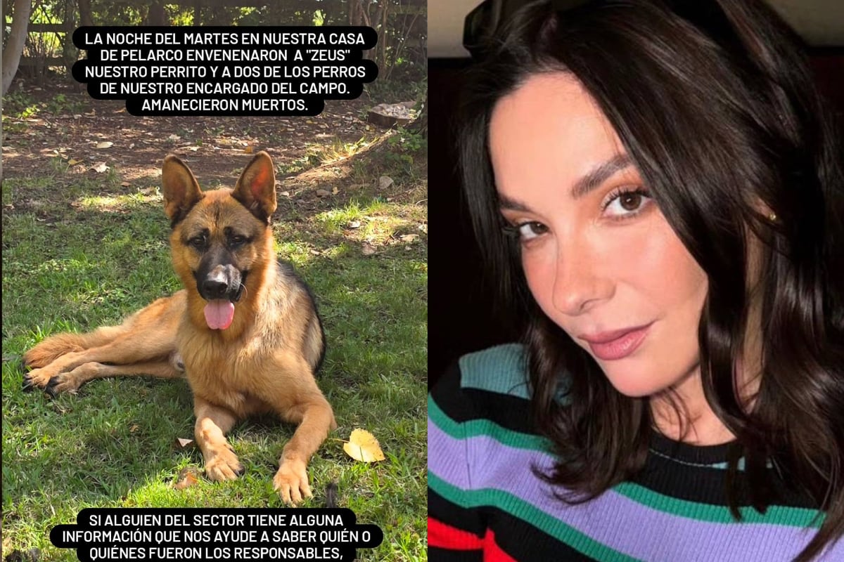 “Amanecieron muertos”: Kel Calderón sufre por el envenenamiento de su perrito y ofrece jugosa recompensa para encontrar al responsable