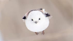 Conoce al “Hada de la Nieve”: el ave más tierna del mundo