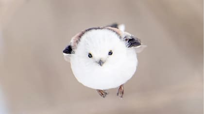 Conoce al “Hada de la Nieve”: el ave más tierna del mundo