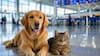 Los cuatro trámites que debes revisar antes de viajar en avión con perros o gatos
