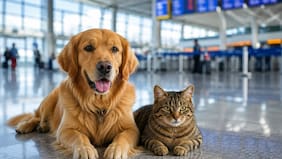 Los cuatro trámites que debes revisar antes de viajar en avión con perros o gatos