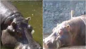 Pesar en el Zoológico de Santiago: falleció Menchi, querida hipopótamo del Parquemet, a sus 40 años