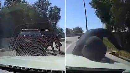 “¡Oh, que reaccionaste bien, hue...!”: hábil chofer zafa de encerrona y hace volar a asaltante que chocó en veloz huida