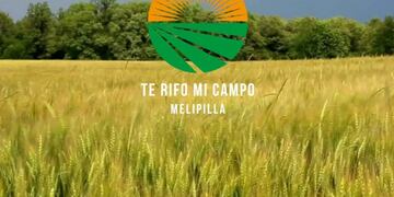 campo