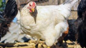 Crisis avícola por Gripe Aviar en región del Bio Bío: gremios exigen medidas mitigadoras