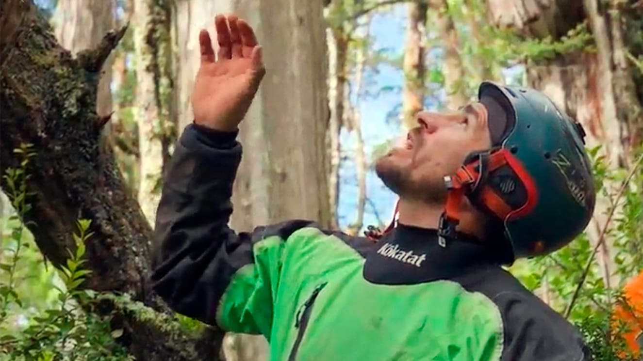 La nueva travesía de “El Clan” en busca un árbol milenario: encontrarán alerce que se podría convertir en el más antiguo del mundo