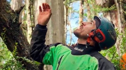 La nueva travesía de “El Clan” en busca un árbol milenario: encontrarán alerce que se podría convertir en el más antiguo del mundo