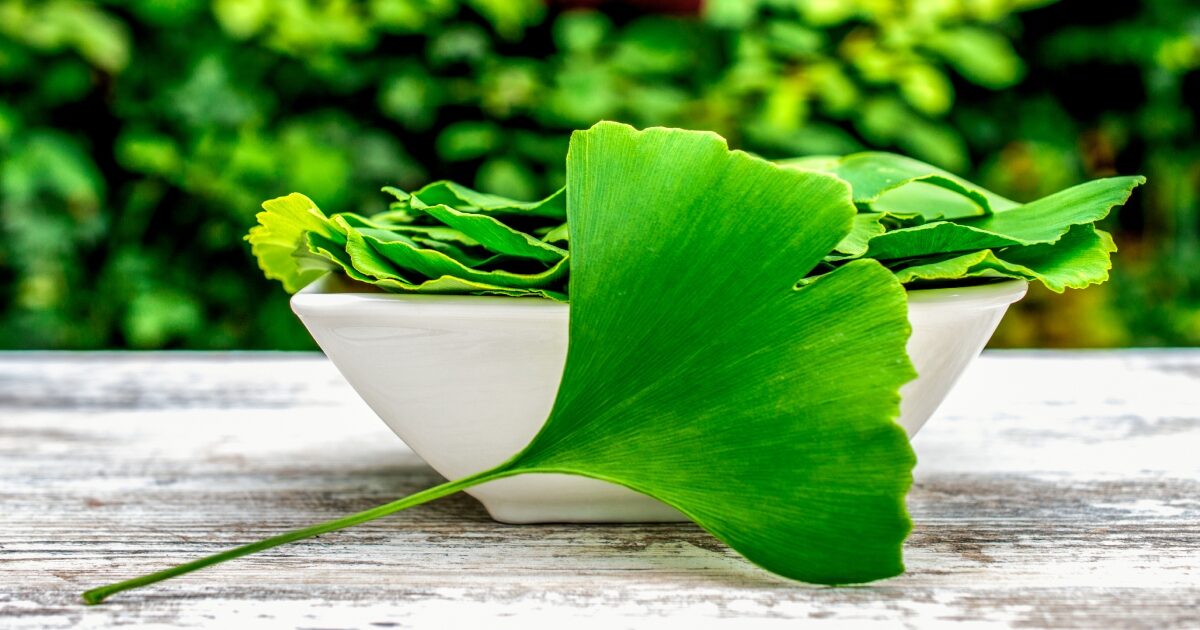 Descubre el Poder del Ginkgo Biloba: Mejora tu Memoria y Salud Cerebral de Forma Natural