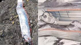 “Se viene”: alerta por hallazgo de pez remo que anuncia terremoto y catástrofes en Chaitén