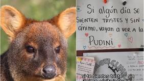 La historia detrás de “Pudini”, la querida pudú cautiva que murió atacada por un perro en Chiloé