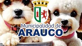 Desde China robaron la fanpage de Facebook de la municipalidad de Arauco: la llenaron de perros y gatos