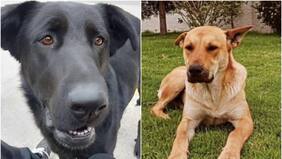 U. del Alba desvincula a cuatro funcionarios y suspende a vicerrector tras muerte de perritos comunitarios