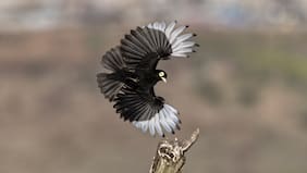 La gran historia del run-run que cada año cruzaba la cordillera para regresar a la misma rama en la desembocadura del Maipo