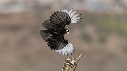 La gran historia del run-run que cada año cruzaba la cordillera para regresar a la misma rama en la desembocadura del Maipo
