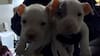 Detienen a falso veterinario que amputaba orejas y colas a perros en Huechuraba: lograron rescatar a seis cachorros