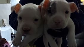 Detienen a falso veterinario que amputaba orejas y colas a perros en Huechuraba: lograron rescatar a seis cachorros