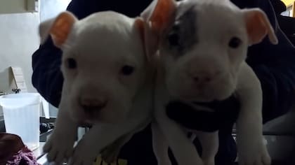 Detienen a falso veterinario que amputaba orejas y colas a perros en Huechuraba: lograron rescatar a seis cachorros