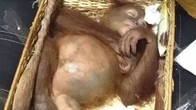 Detienen a turista que intentó sacar a orangután de Indonesia