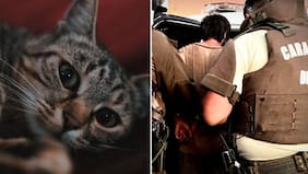 Nieto del año mató la gatita de su abuela y se burló al contarle: la afectada reveló calvario en casa