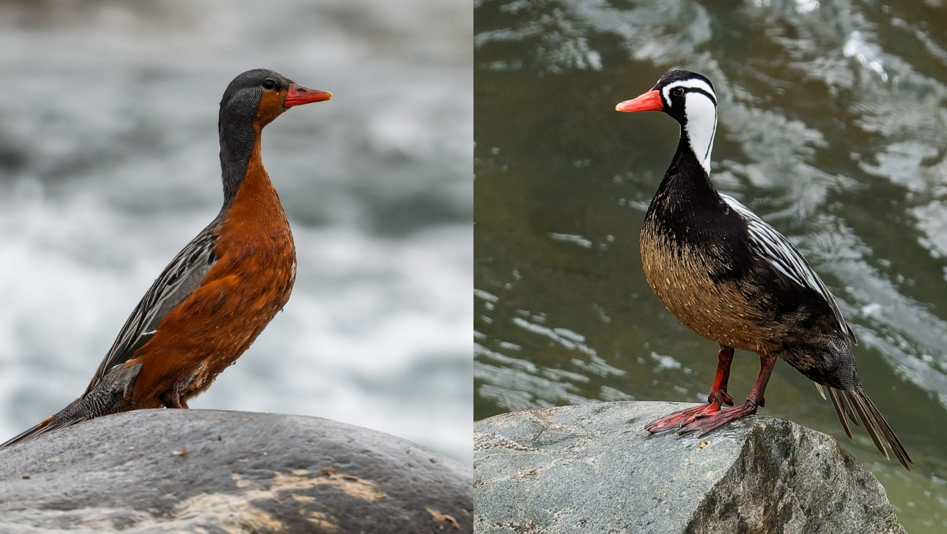 El pato cortacorrientes tiene un marco dimofismo sexual (hembra y macho, de izquierda a derecha). FOTO: Christian Garrido (@faunafotografica)