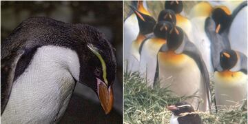 Pingüinos de las Snares