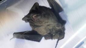 Batiplaga tiene con ataque de nervios a vecinos de Santiago