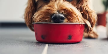 perro bowl plato comida sucio biofilm